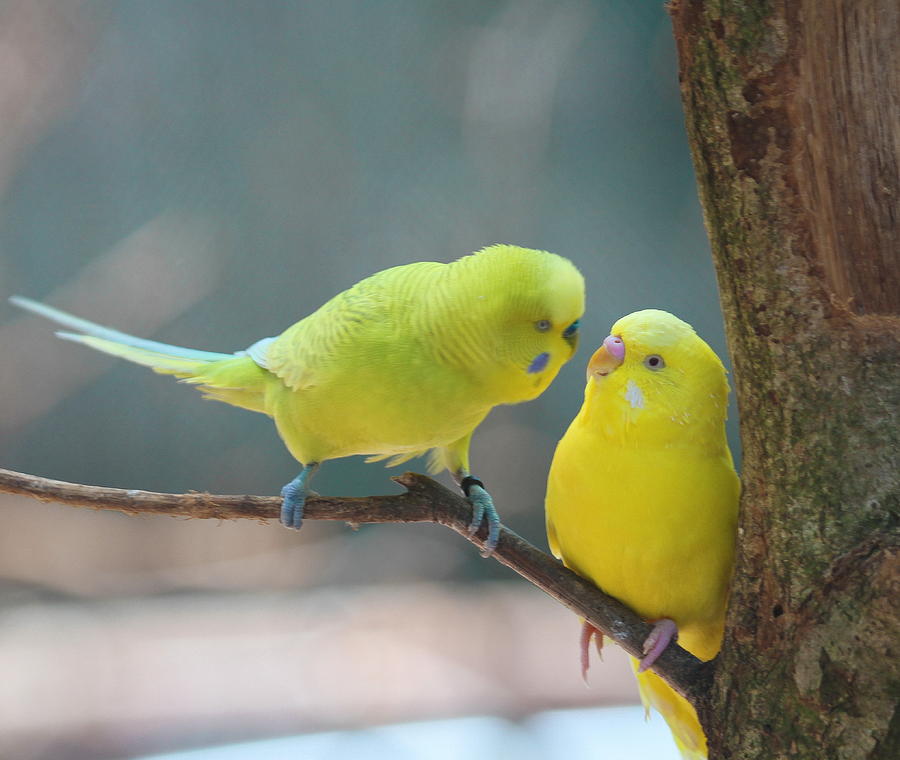 Parakeet Photograph - Yellow Parakeet Pair by Cathy Lindsey