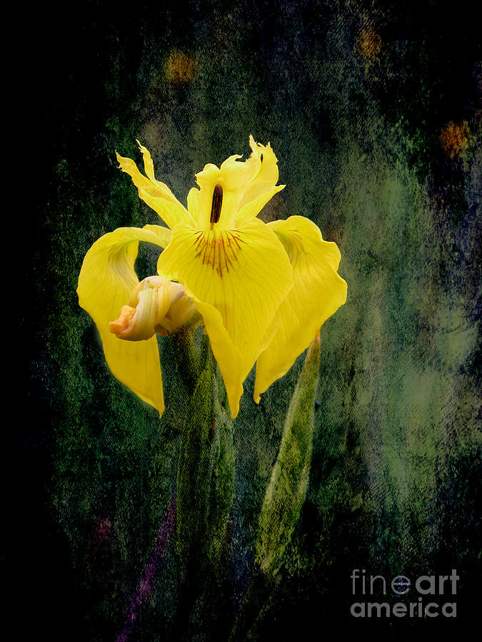Yellow Passion Iris Mixed Media by Beverly Guilliams