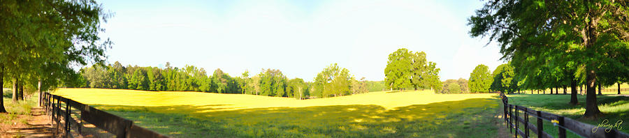 Yellow Pasture Panorama Photograph by Paulette B Wright
