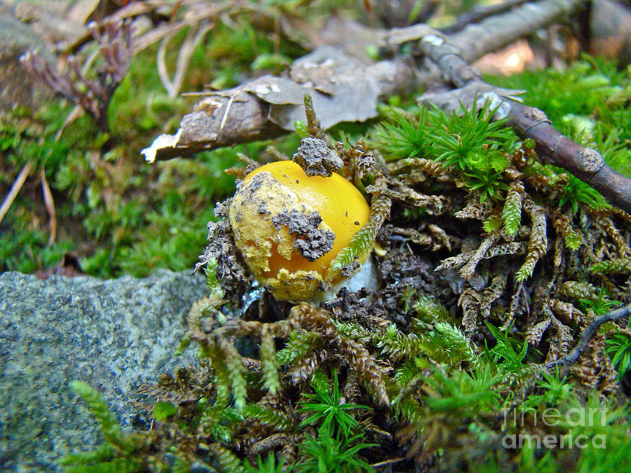 Yellow Patches Baby Mushroom - Amanita muscaria Photograph by Carol Senske