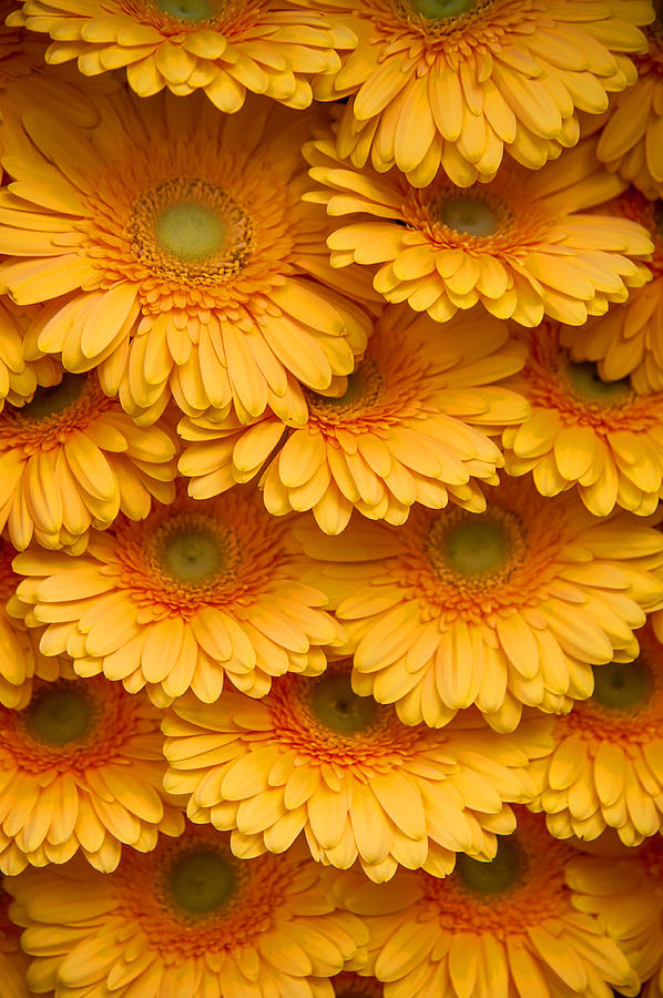 Yellow Peach Gerbera. Amsterdam Flower Market Photograph by Jenny Rainbow