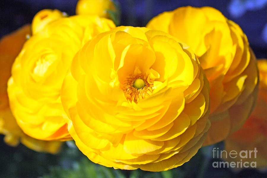 Yellow Peonies Photograph by Kelly Holm