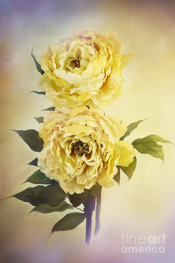 Yellow Peonies Photograph by Stephanie Frey