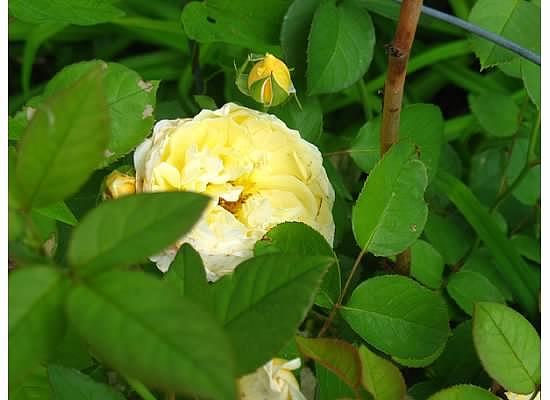 Flowers Still Life Photograph - Yellow Peony by Angela Smith