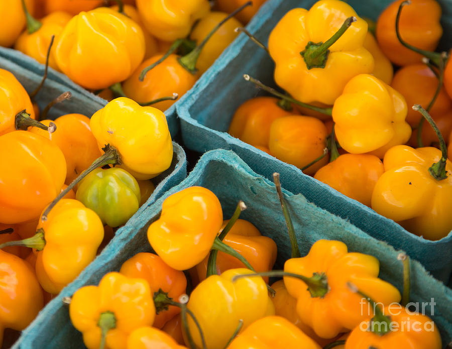Yellow Peppers in Boxes Photograph by Rebecca Cozart