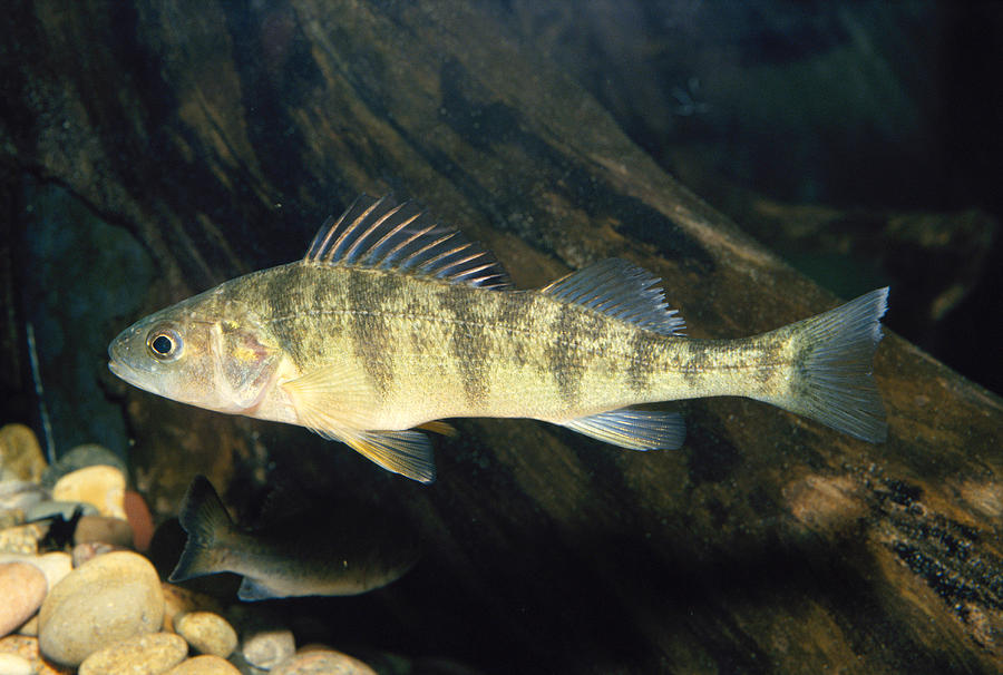 Yellow Perch Perca Flavescens Photograph by John Mitchell - Pixels