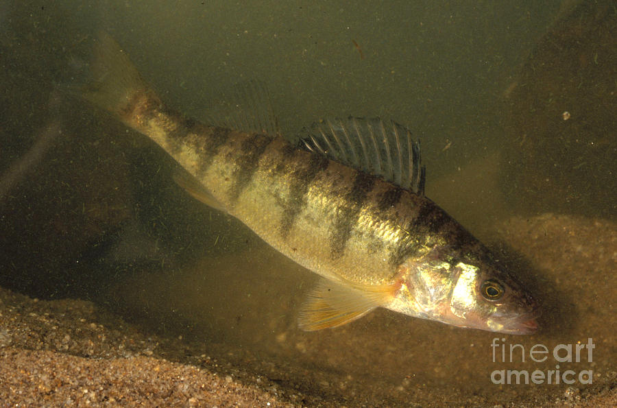 Yellow Perch Photograph by William H. Mullins