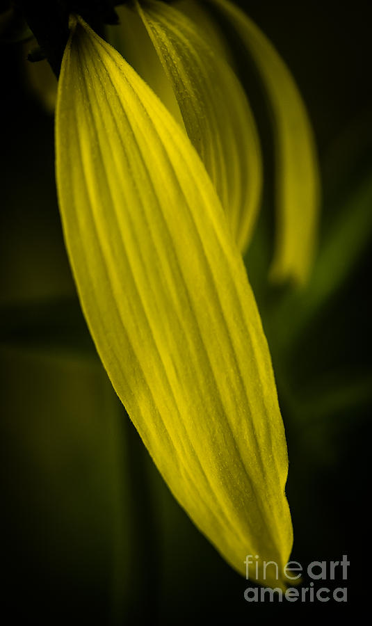 Yellow Petal Photograph by Michael Arend