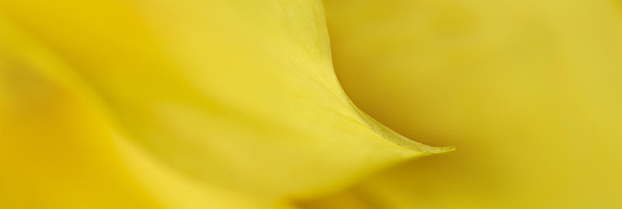 Yellow Petal Sweep Photograph by Mary Jo Allen