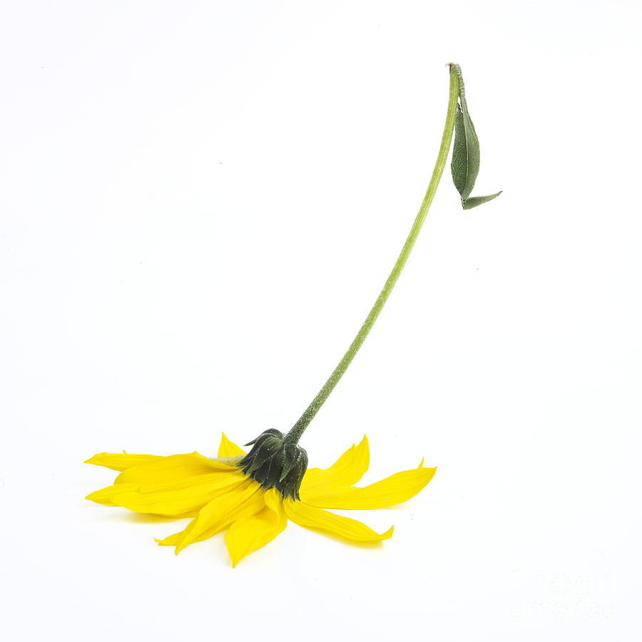 Nature Photograph - Yellow petals by Bernard Jaubert