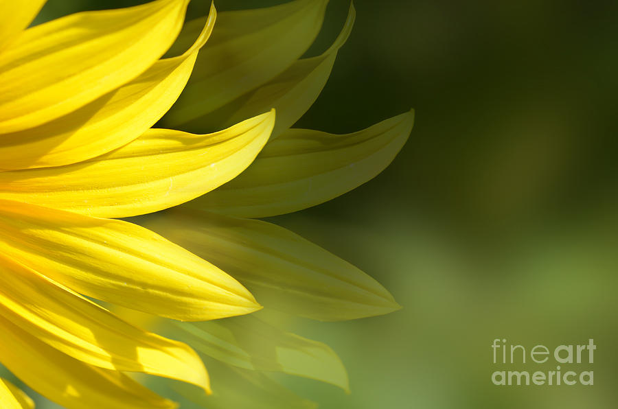 Sunflower Petals  Photograph by Elaine Manley