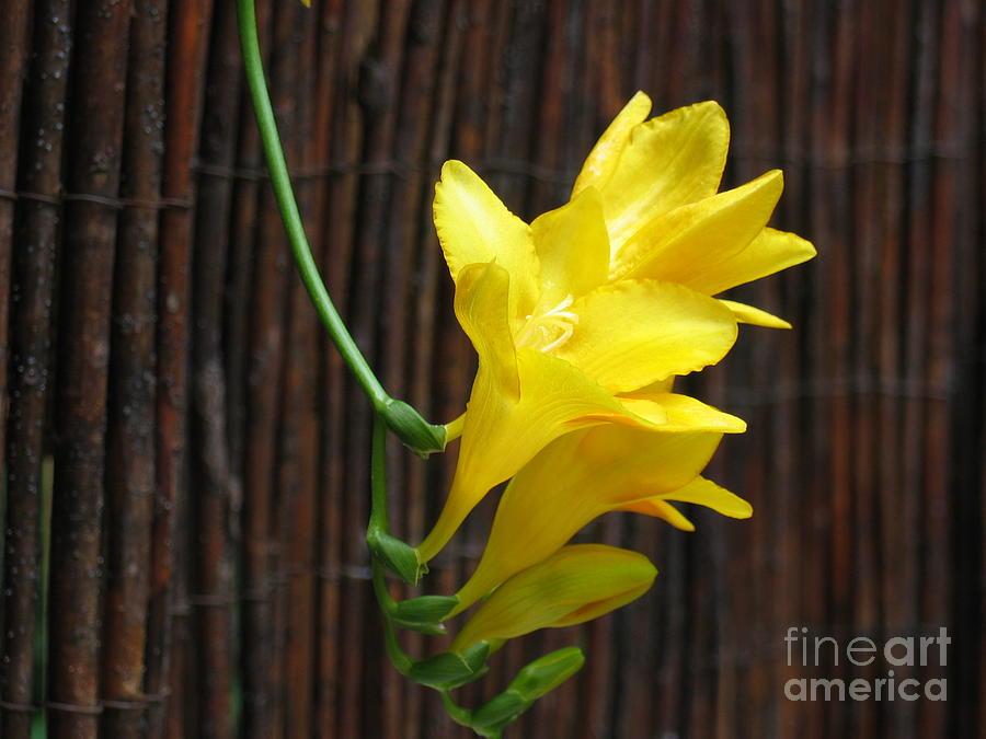 Flower Buds Photograph - Yellow Petals by HEVi FineArt