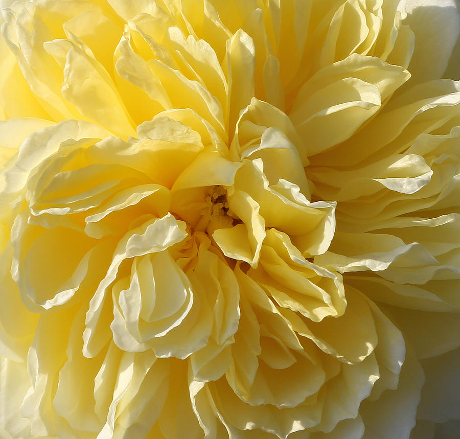 Yellow Petals Photograph by John Topman