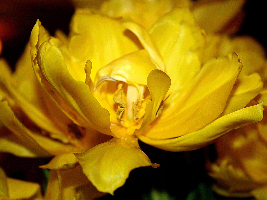 Yellow Petals Photograph by Patricia Haynes