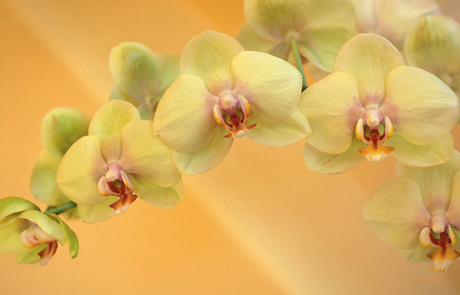 Flower Photograph - Yellow Phalaenopsis by Kathy Yates