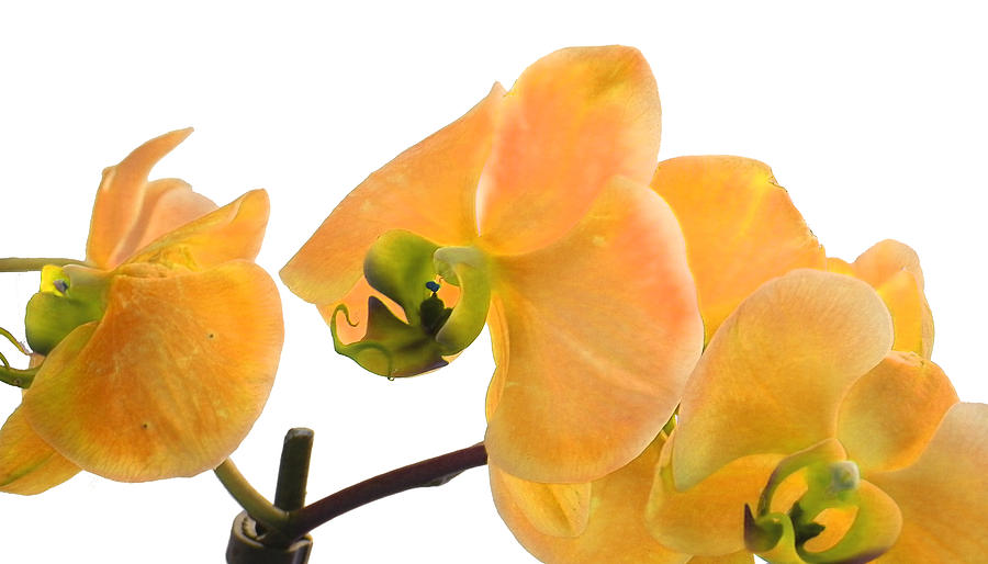 Yellow Phalaenopsis Orchid Photograph by Bill Swartwout
