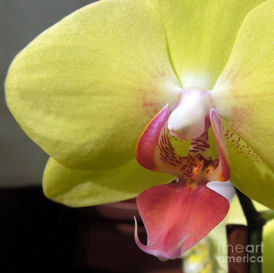 Yellow Phalaenopsis Orchid Photograph by Renee Trenholm