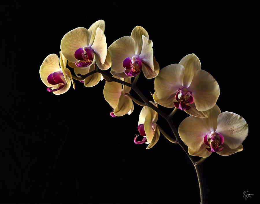 Yellow Phalaenopsis Orchids Photograph by Endre Balogh