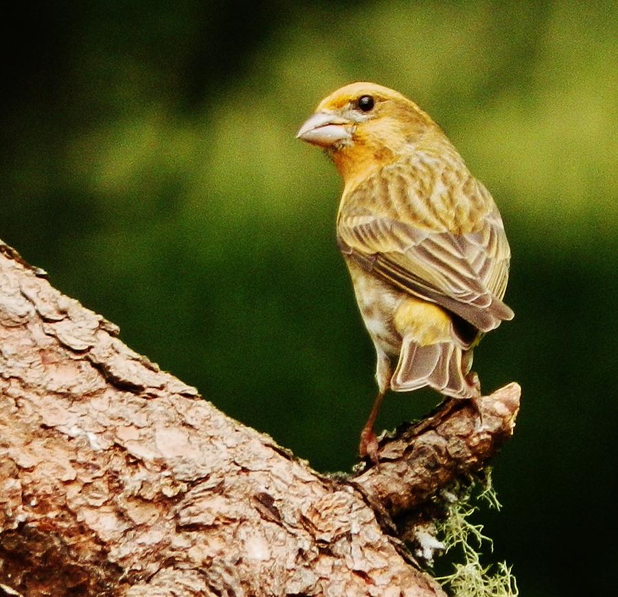 Yellow-Phased House Finch Photograph by VLee Watson