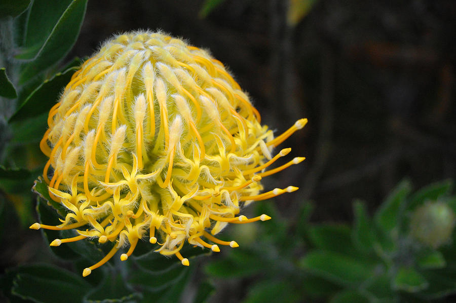 Yellow Pincushion Protea 1 Photograph by Amy Fose