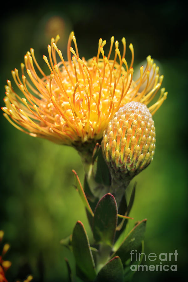 Yellow Pincushion Protea in flower Photograph by Leah-Anne Thompson ...