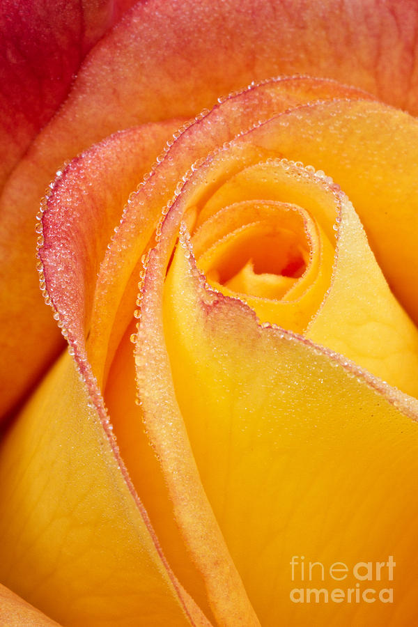 Yellow Pink Rose Photograph by Carrie Cranwill