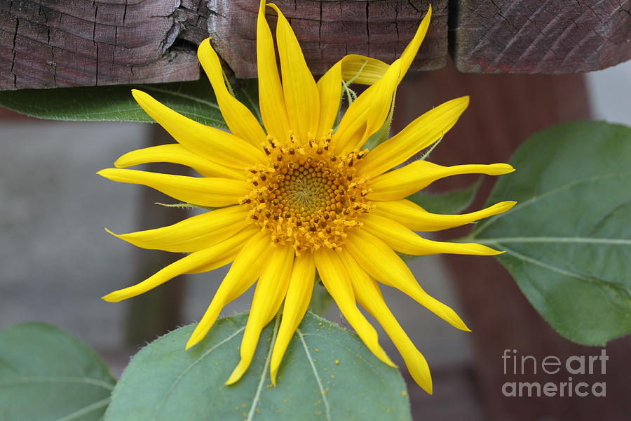 Yellow Pinwheel type Flower Photograph by Jennifer E Doll