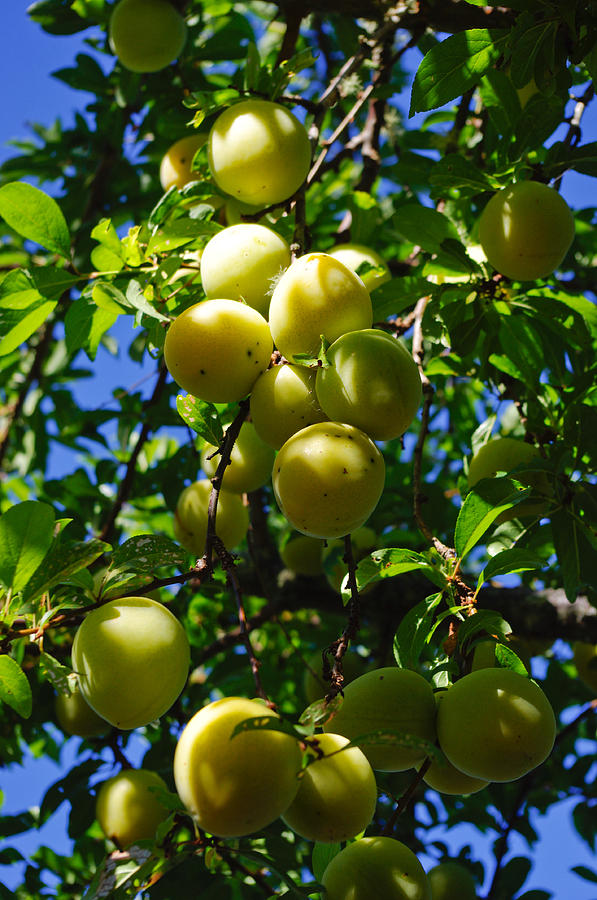 Yellow Plums In The Sun Photograph by Adria Trail