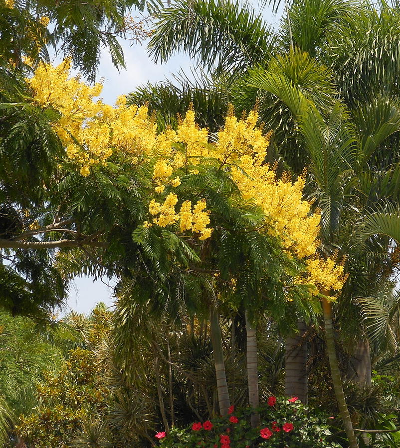 Yellow Poinciana Photograph by Kay Gilley