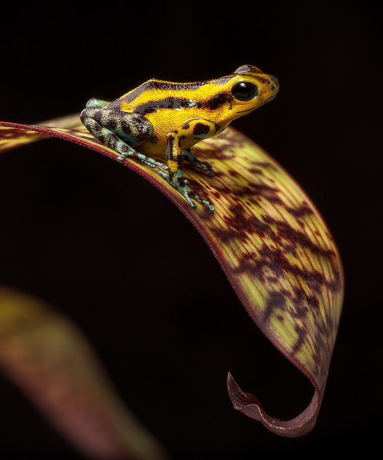 Nature Photograph - Yellow poison arrow frog by Dirk Ercken
