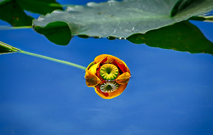 Grand Teton National Park Photograph - Yellow Pond Lily by Greg Norrell