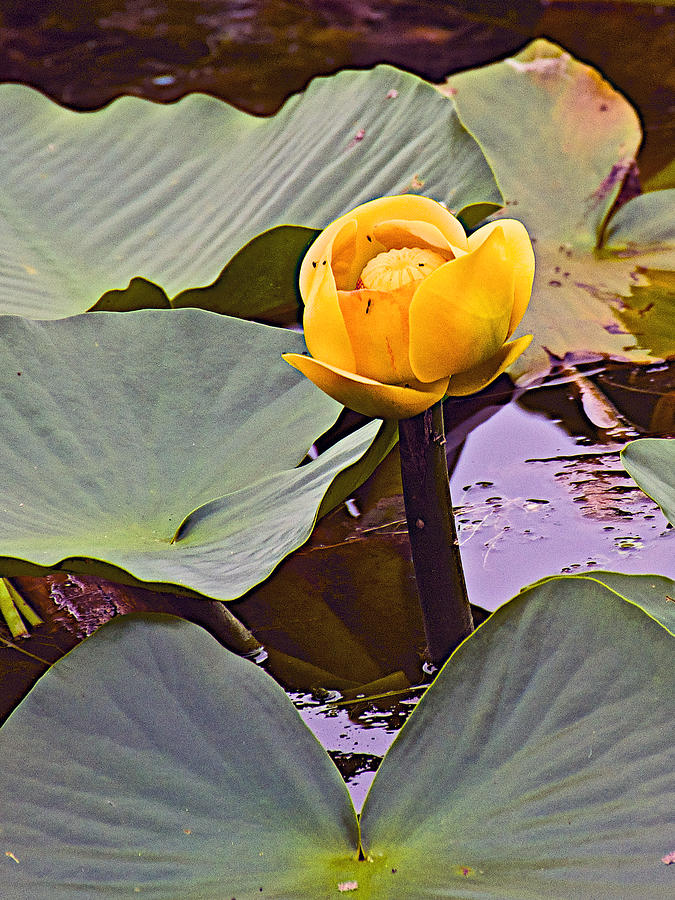 yellow-pond-lily-in-swan-lake-in-grand-teton-national-park-wyoming