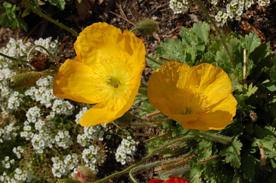 Yellow Poppies  Photograph by Linda Brody