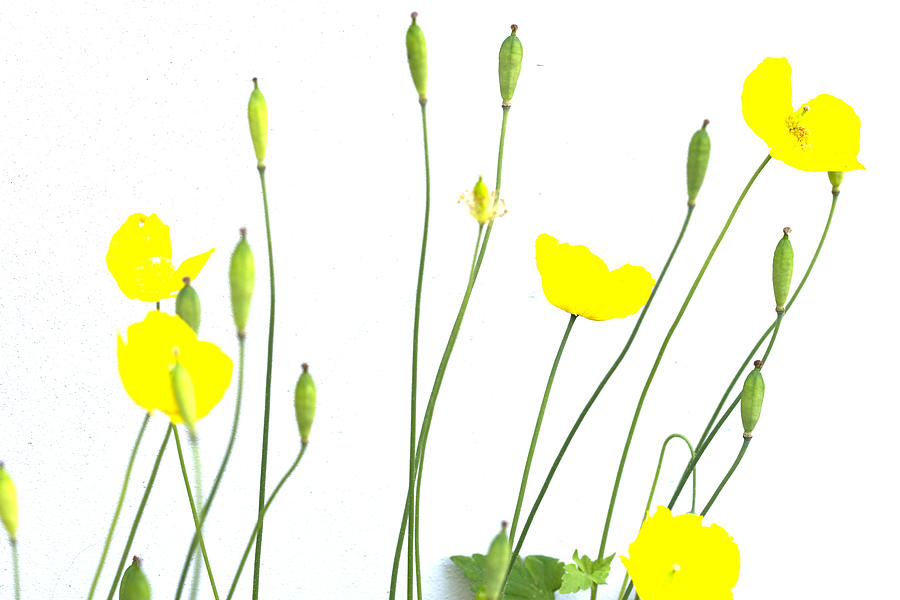 Yellow poppies on white background Photograph by Chevy Fleet