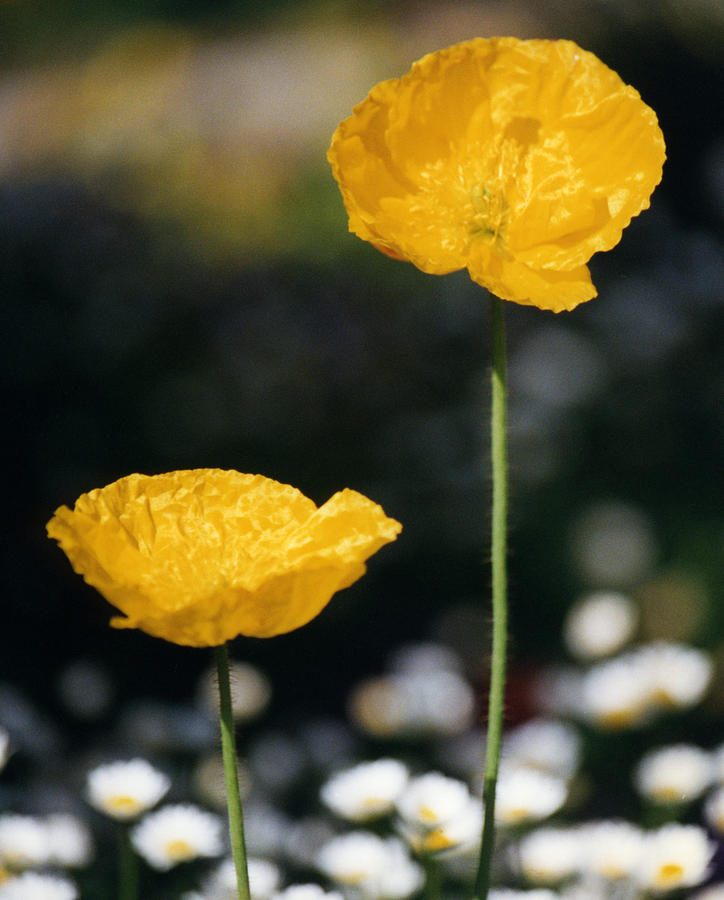 Flower Photograph - Yellow Poppies by Robert Lozen