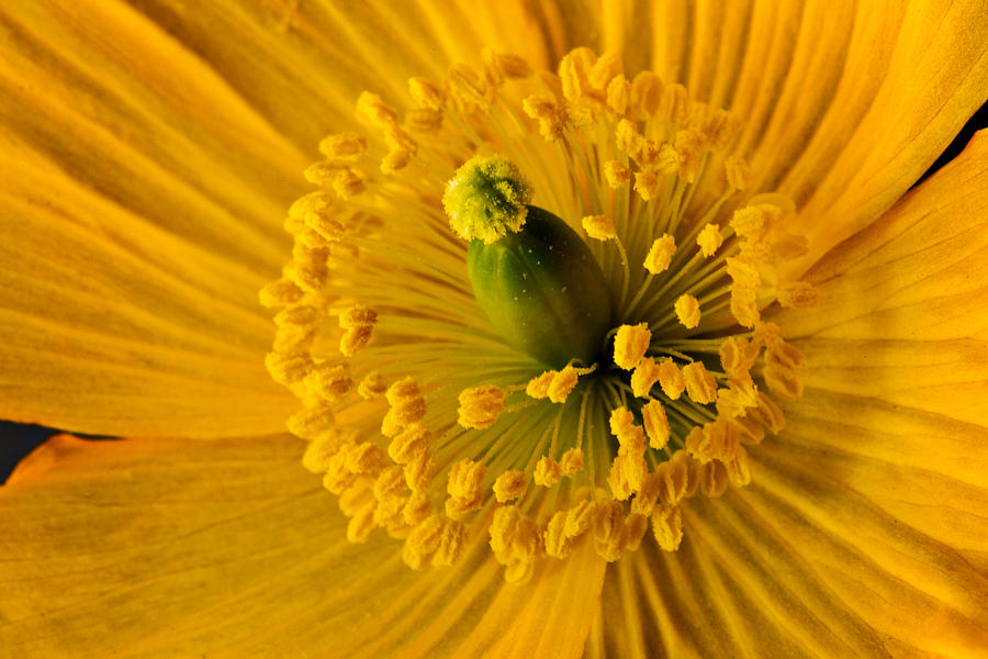 Yellow Poppy 2 Photograph by Mary Jo Allen