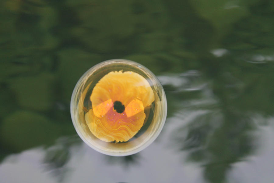 Yellow Poppy Bubble Photograph by Cathie Douglas