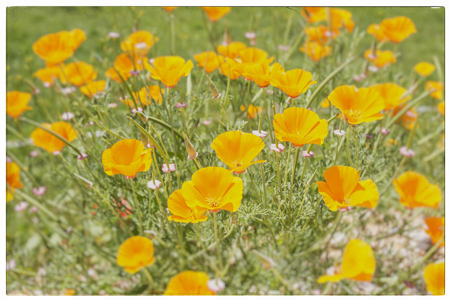 Yellow Poppy Field Photograph by Georgia Fowler