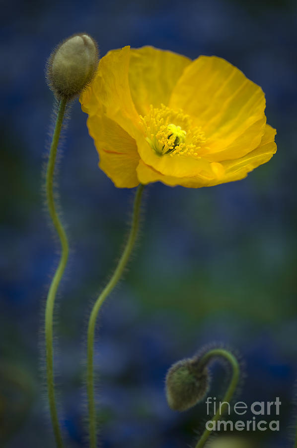 Yellow Poppy Flower Photograph by Lee Avison
