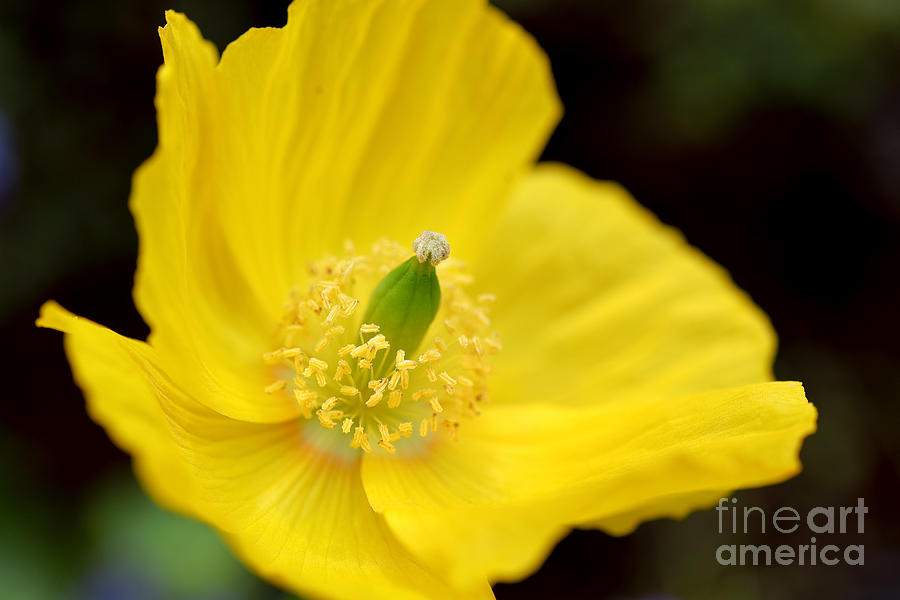 Flower Photograph - Yellow Poppy Flower by Terry Elniski