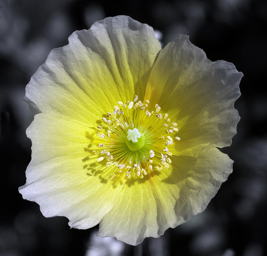Poppy Photograph - Yellow Poppy by Lynn Bolt