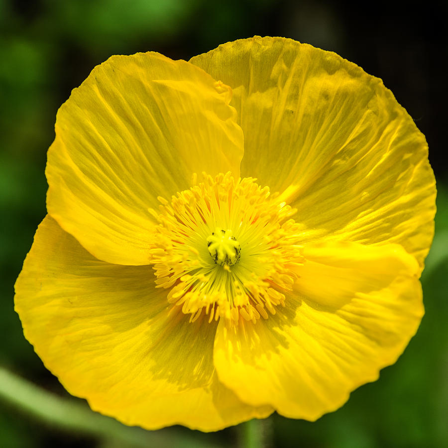 Yellow Poppy Photograph by Randy Scherkenbach