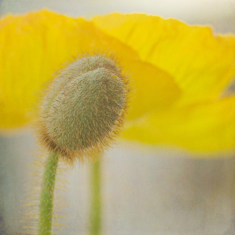 Yellow Poppy Squared Photograph by Fraida Gutovich