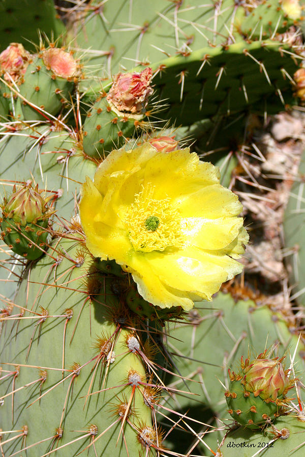 Yellow Prickly Photograph by Dick Botkin