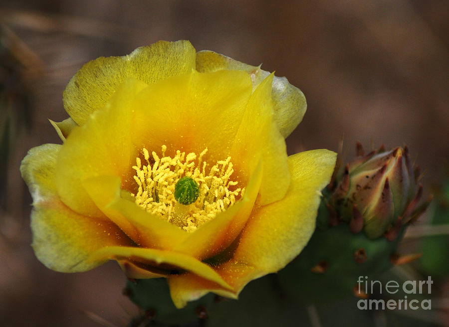 Nature Photograph - Yellow Prickly Pear Blossom by Vivian Christopher