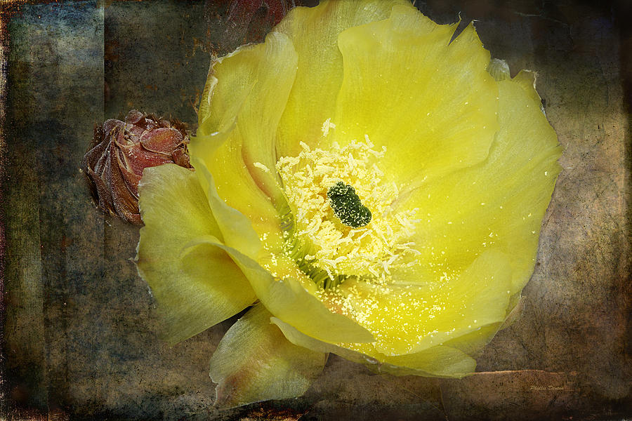 Yellow Prickly Pear Cactus Flower Photograph by Phyllis Denton