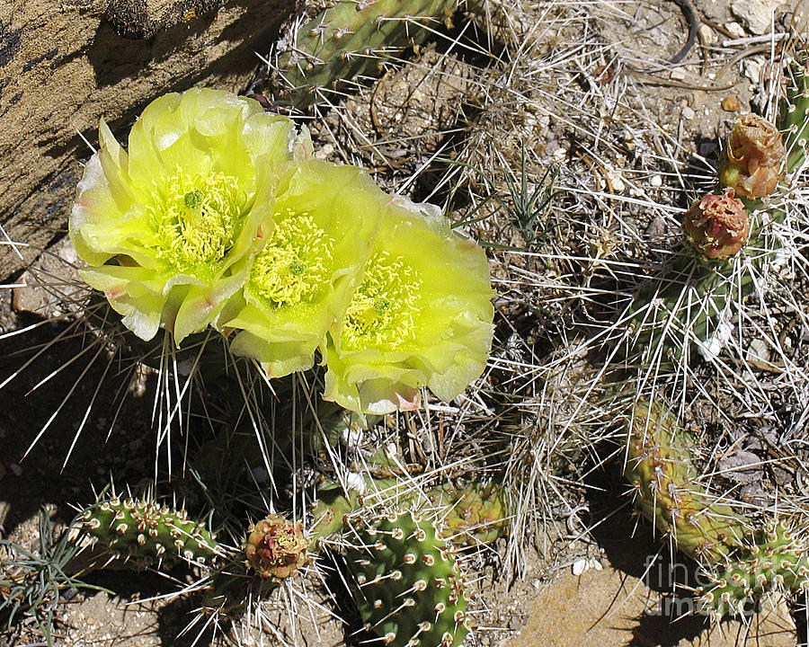 Yellow Prickly Pear Cactus  Photograph by Malcolm Howard