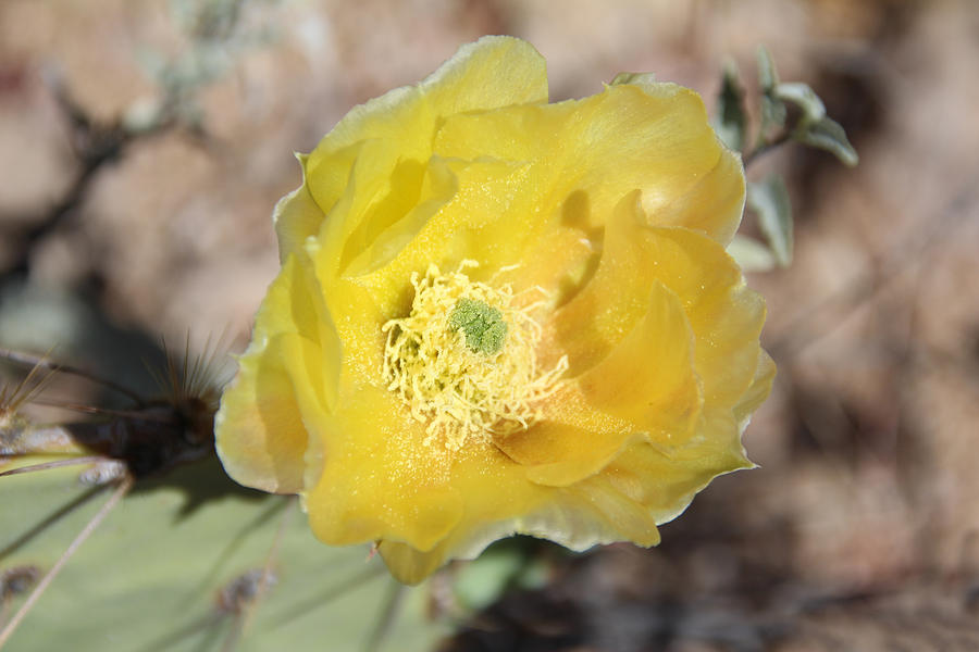 Yellow Prickly Pear Photograph by Jemmy Archer