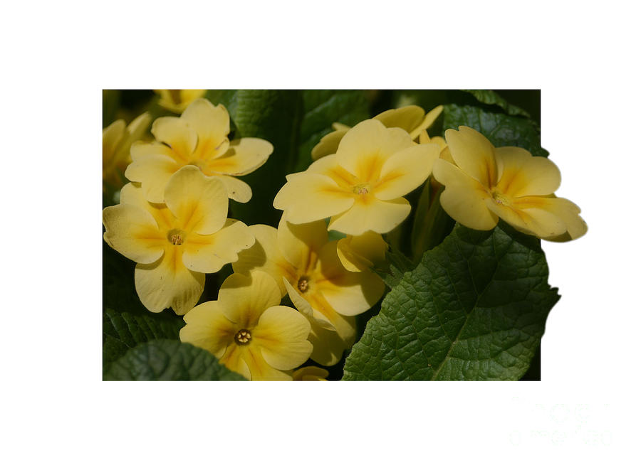 Yellow Primrose Flowers Photograph by Smilin Eyes Treasures