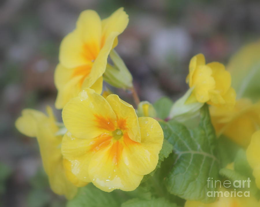 Yellow Primrose Photograph by Leone Lund